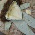 Вязаный утепленный комбинезон с натуральным мехом NipperLand голубой Вязаный утепленный комбинезон с натуральным мехом NipperLand голубой